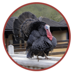 Black Turkey