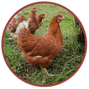 Brown Chicken (Old Hen)