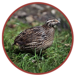 Quail