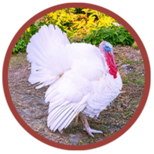 White Turkey