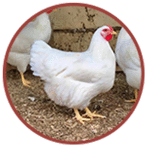 White chicken